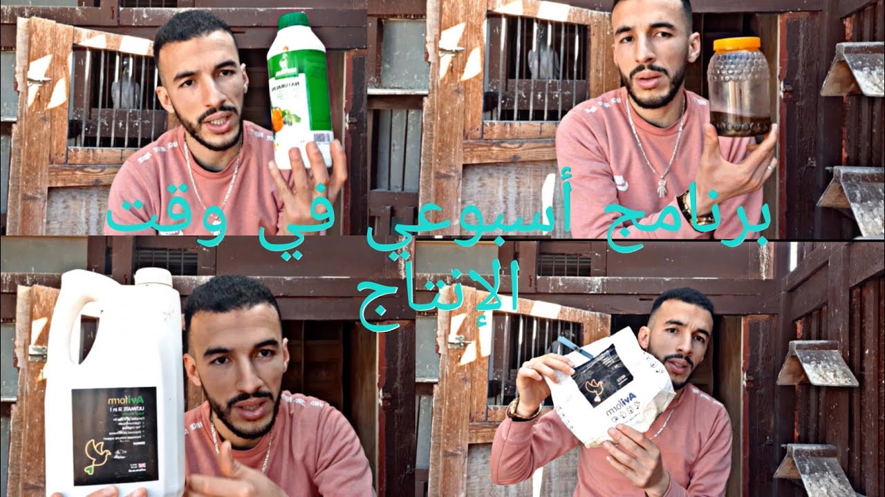 برنامج أسبوعي في وقت الإنتاج 🐦🐦 و نصائح جد مهمة ♥️💯