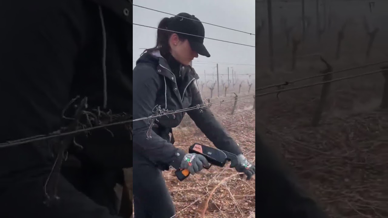 подвязывание лоз после обрезки.🔥 @ionela.30.1999 