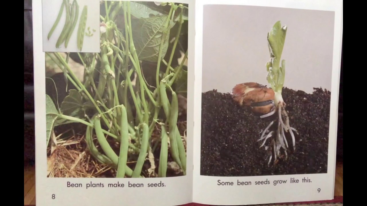 Read aloud Seeds Grow & Plants and Seeds YouTube