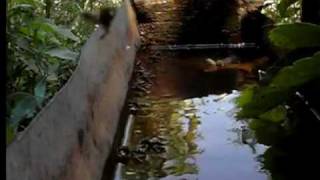 Wasp Slow Motion 480Fps