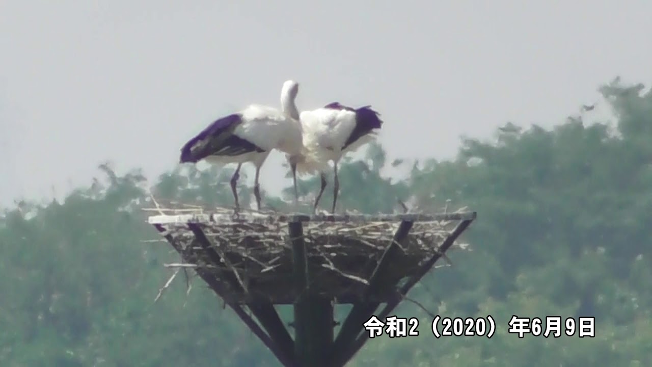 渡良瀬遊水地コウノトリ定住記録（2020年6月9日撮影）栃木県小山市