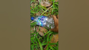 simple fish trap with bottles 🐟🐟 #survivalskills#camping #buscraft #fishtrap