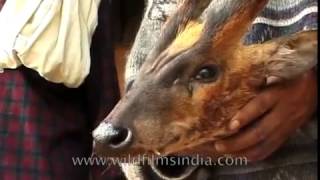 The Hunt - a documentary on wild animal poaching in north-east India