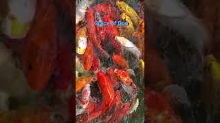 Grace of God | koi fish