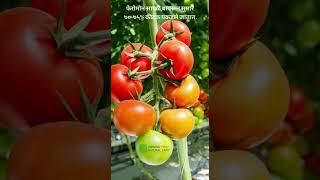 Tomato Leaf Miner Pheromone Lure TLM Tuta Absoluta Power Of pheromone attraction By Chipku...