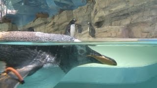 Tierpark Hellabrunn: Hautnah bei den Pinguinen