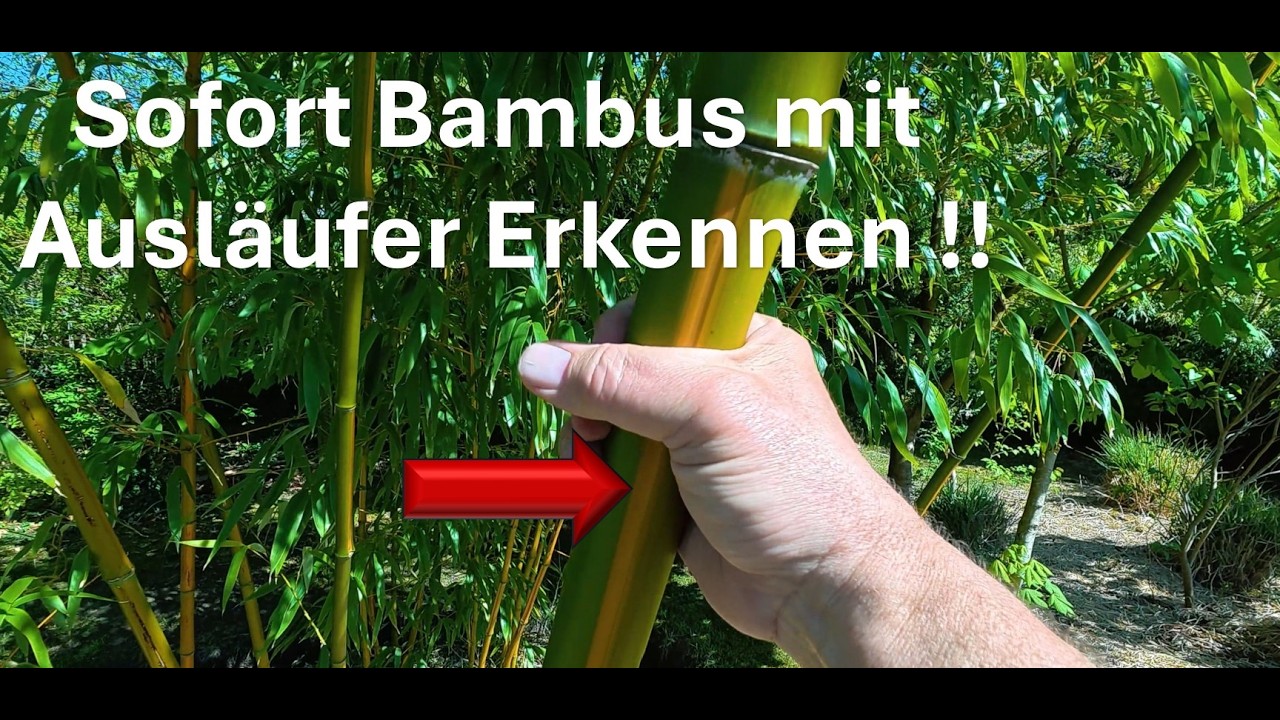 bambus kopfhaut massagebürste Kopfhaut-Massagebürste – FEUERSTEIN main image 1