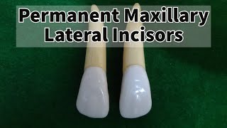 Permanent Maxillary Lateral Incisor