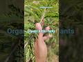 Organic Amla Plants #organic #organicgardening #organic #healthylifestyle #vermicompost #farmlife