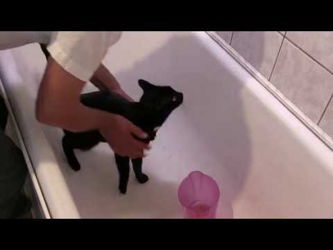 Video: Katės Vidurių Užkietėjimas - Katės Tuštinimosi Problemos