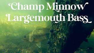 Champ Minnow Largemouth Bass #shorts 