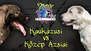 Kaukázusi juhászkutya vs Középázsiai juhászkutya! Őrzővédő kutya bajnokság!  DogCast TV