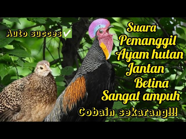 SUARA PIKAT PEMANGGIL AYAM HUTAN LIAR LANGSUNG KUMPUL BUKTIKAN!!! class=