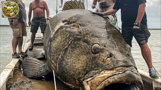 Nature Giant Grouper Fishing, How ships catch hundreds of tons of fish in the ocean  Emison Newman