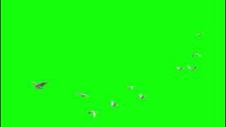 Birds flying green screen | Green screen video | Doves | Bird Flying