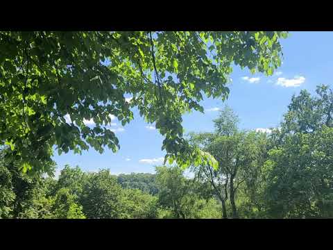 Periodical Cicada Chorus