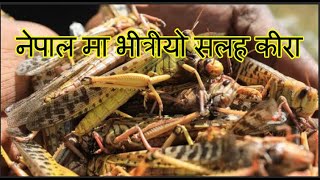 नेपाल मा भित्रियो सलह किरा || #Locust in Nepal