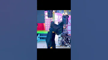 قال الأرنب لأمو تسمحيلي روح ألعب ماما 