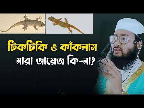 Qattiq mushuk va katta Dik fotosurati Qattiq mushuk va katta Dik fotosurati