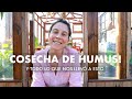 Cosechamos Humus de nuestra Lombricompostera! Y todo lo que nos llevó a eso! #Lombricompost