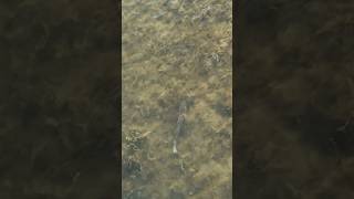 This where Redfish LIVE! Drone Footage #flyfishing #redfish #redfishonfly