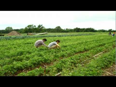 Redefining Roots [Episode 1] "Nice Cream Chicago"