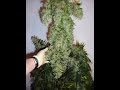 Heath Robinson Aeroflo 56 Aeroponics cannabis grow