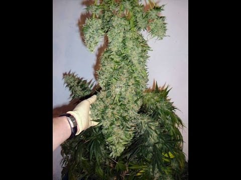 Heath Robinson Aeroflo 56 Aeroponics cannabis grow