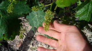 Barbera Asti tre vigne   May Maggio Fioritura Flowering time