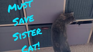 Kitten tries to "save" Sister Cat. Sweet Kitties. Calico Hide and Seek