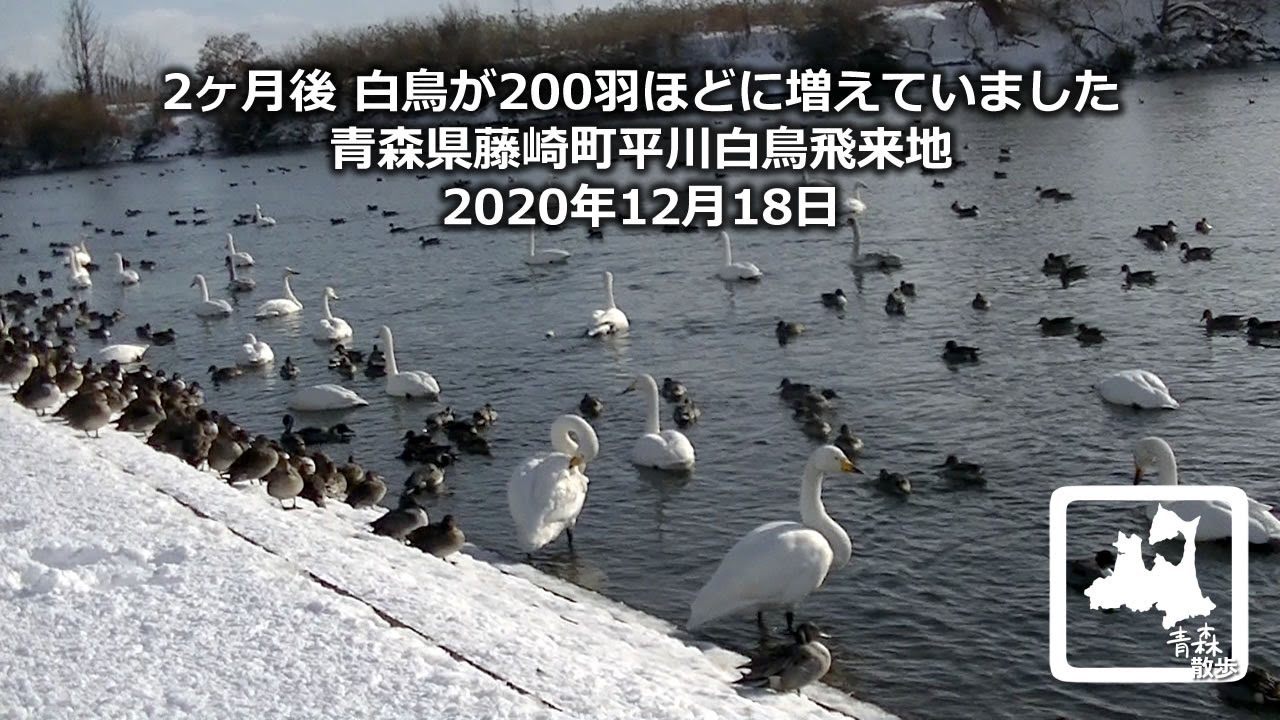 白鳥に会いに 白鳥が0羽ほどに増えていました 青森県藤崎町平川白鳥飛来地 Swan Aomori Japan Youtube