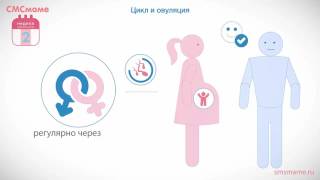 2 - как быстро наступает беременность? 2 - как быстро наступает беременность?