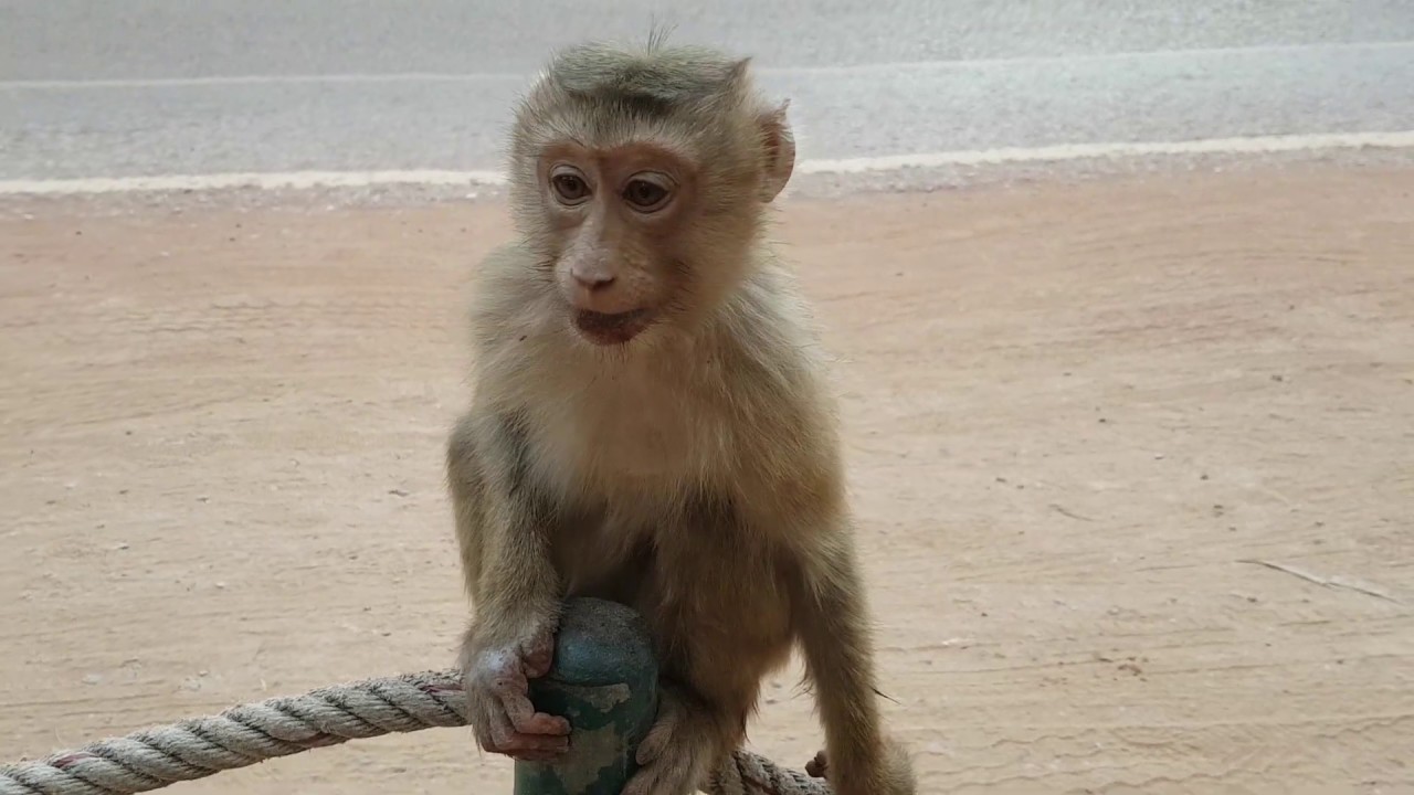 Sweetie  monkey Rose feeding food | Rose monkey really activity life