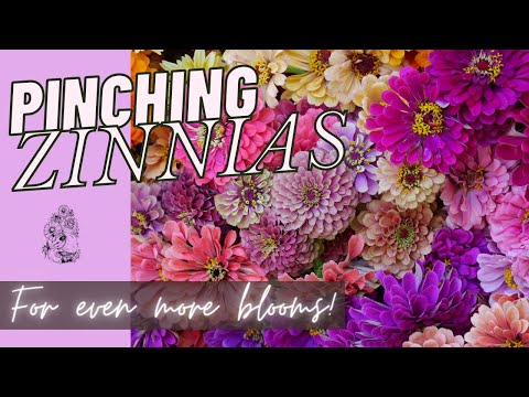 Βίντεο: Δημοφιλείς ποικιλίες Zinnia: Διαφορετικοί τύποι λουλουδιών Zinnia για τον κήπο