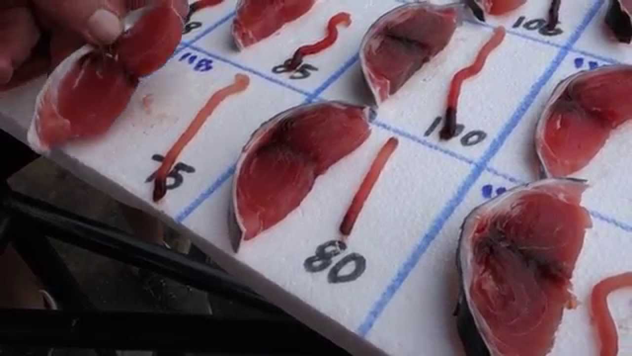 How To Grade Fresh Tuna - A Comprehensive Look - YouTube