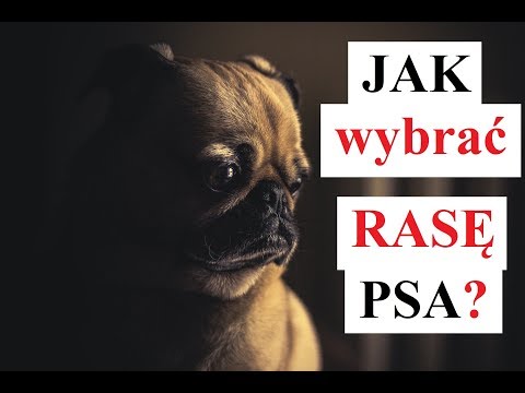 Jak WYBRAĆ RASĘ PSA