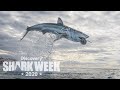 The ultimate air jaws breach  shark week