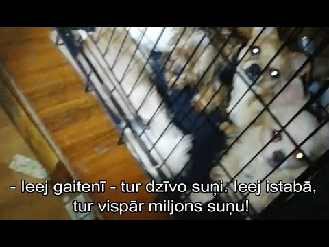 Video: Fakti par Westie suņiem