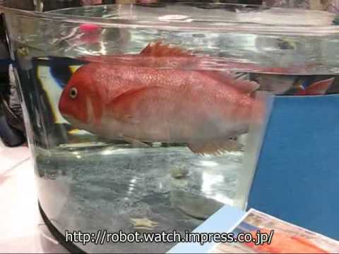 Роботизированная рыбка — а как живая. Роботизированная рыбка — а как живая. Фото.