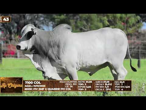 LOTE 43   7100 COL