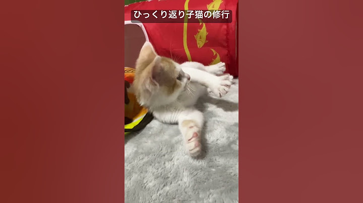 ひっくり返り子猫の厳しい家猫修行   #cat #kitten #猫 #子猫 #ねこ #こねこ #保護猫  #cute  #猫のいる暮らし #shorts