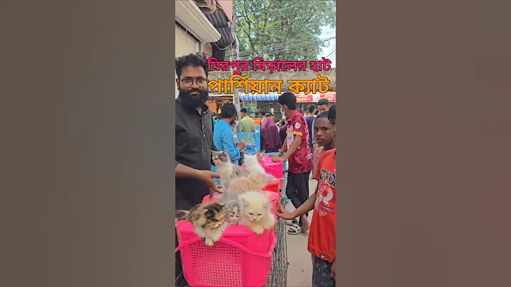 Watch the video about Mirpur cat market | persian cat male female | Mirpur 1 biraler hat @PersianCatBangladesh #viral
