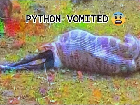 Snake has eaten big goat | let's see what happens | - YouTube