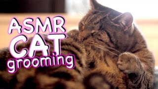 ASMR Cat  Grooming #21