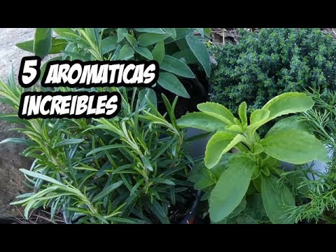 5 Plantas Aromáticas IMPRESCINDIBLES Que Debes Conocer | La Huerta de Ivan