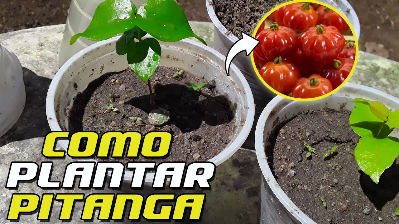 COMO GERMINAR SEMENTES DE PITANGA EM MENOS DE 20 DIAS EM COPOS ...