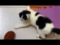 Funniest Kitten Reaction To Sweet Potato - Cutest Kitten Ever!!