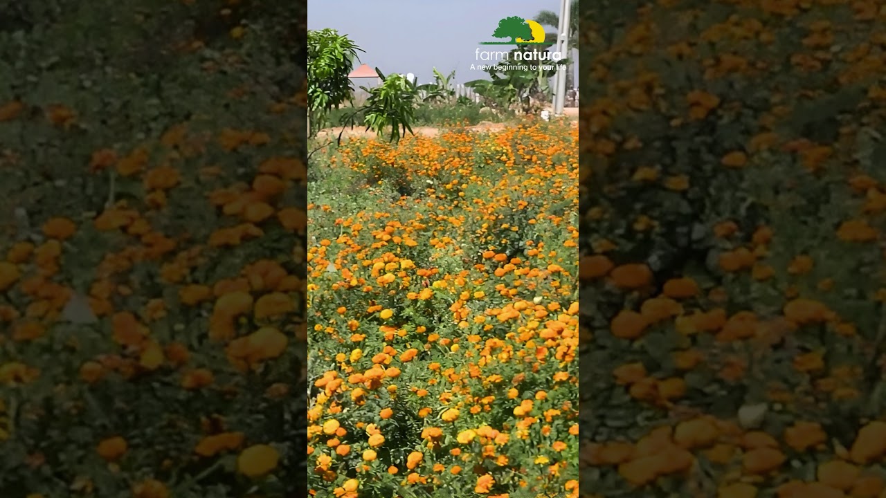 Welcome to Farm Natura 🌿--Farm Natura isn’t just a place, it’s a state of mind. 