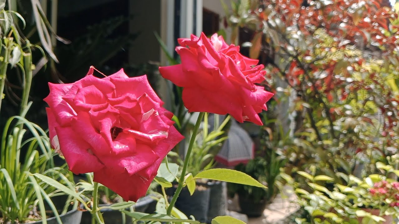 Merawat Tanaman Mawar dalam Pot Agar selalu Berbunga. Belajar Berkebun Organik