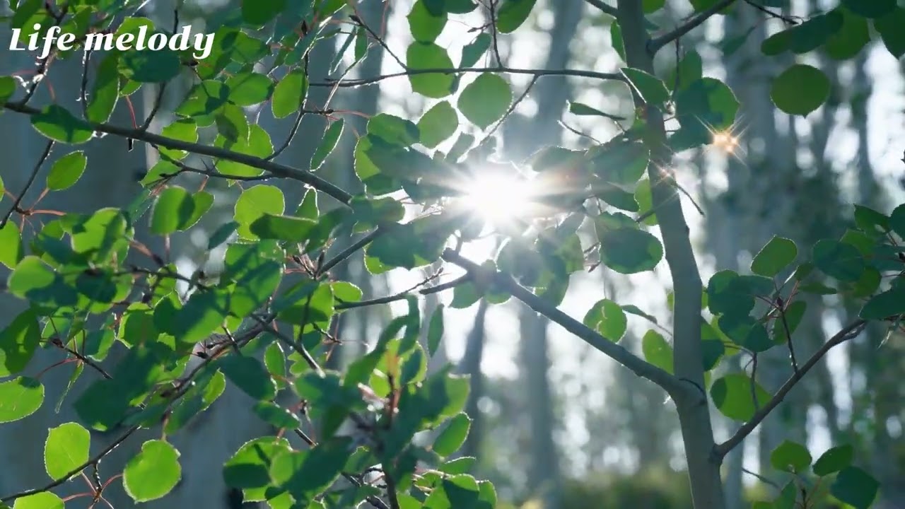 🎧Study · Work · Healing · Relax · Sleep | 하루를 위한 Healing Piano ✨